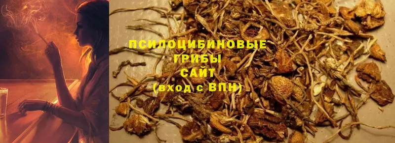 где купить наркоту  Ишим  Галлюциногенные грибы Psilocybine cubensis 